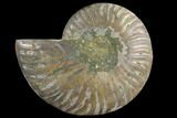 Agatized Ammonite Fossil (Half) - Crystal Chambers #111501-1